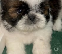 Raza shih tzu pequeños