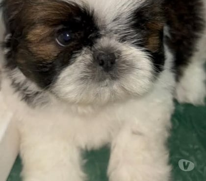Perros en Venta Santiago Santiago - Fotos de Raza shih tzu pequeños