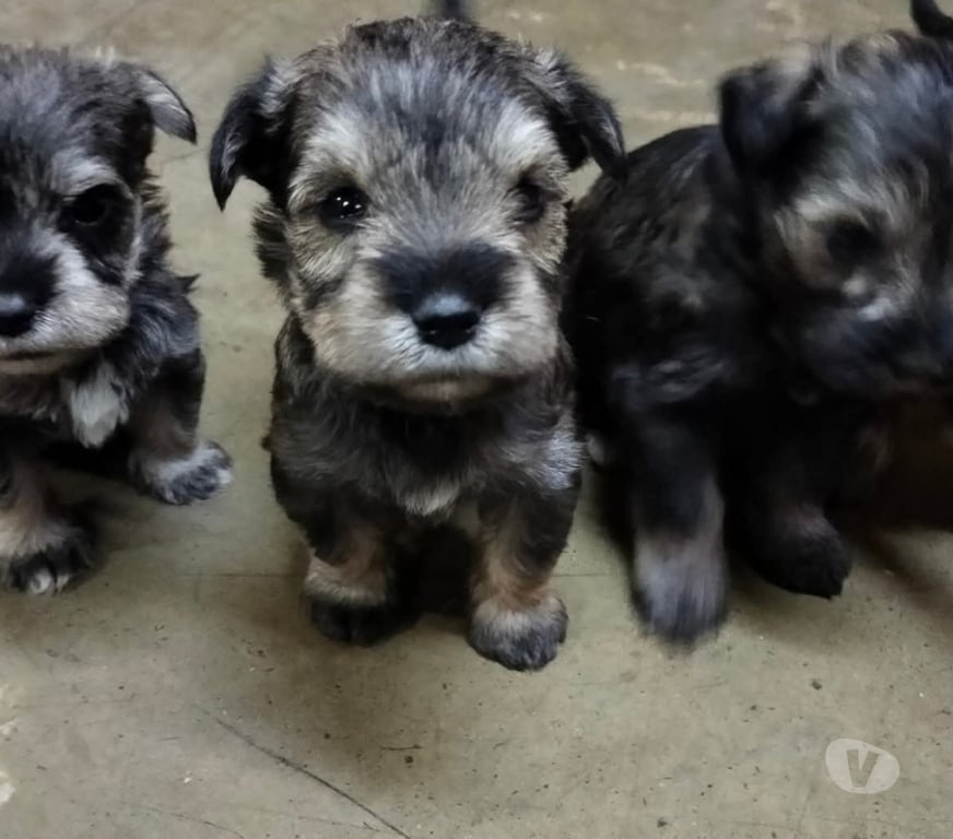Gatos en Venta Santiago Santiago - Fotos de Schnauzer sal y pimienta