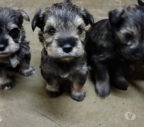 Schnauzer sal y pimienta
