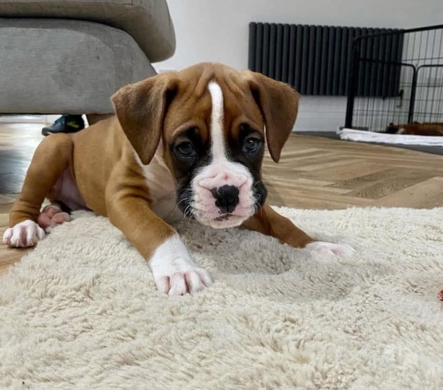 Gatos en Venta Santiago Santiago - Fotos de Boxer cachorritos