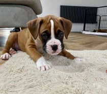 Boxer cachorritos