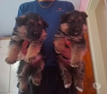 Pastores aleman bellos