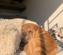Sharpei hembra y macho