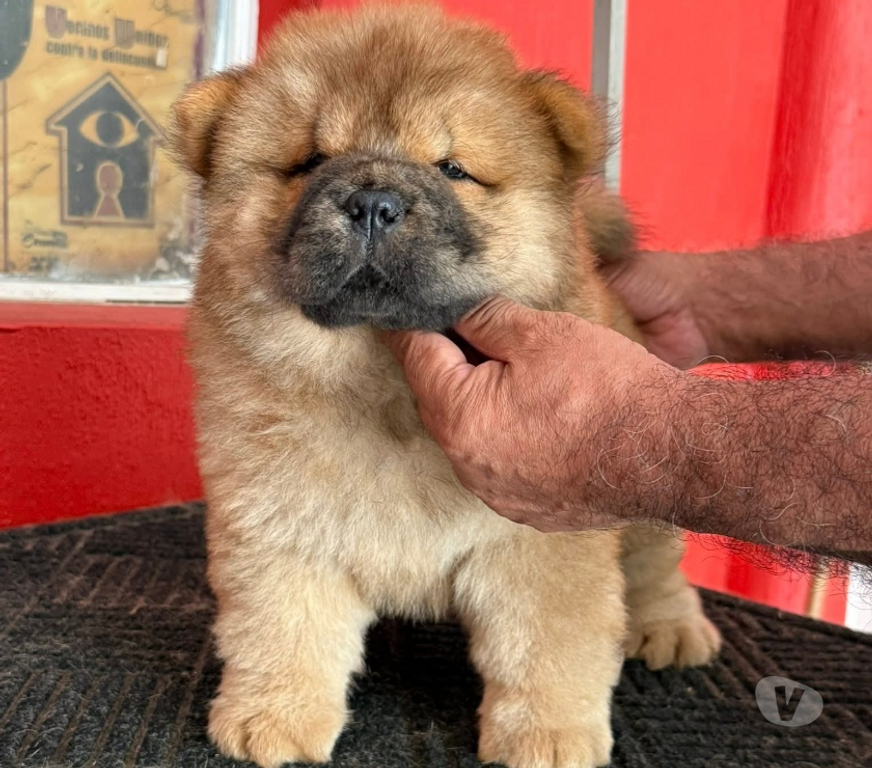 Gatos en Venta Talca Talca - Fotos de Cachorros chow chow