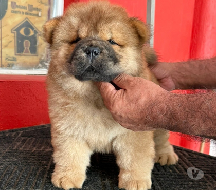 Venta de Mascotas Talca Talca - Fotos de Cachorros chow chow
