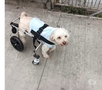 ANDADERAS, SILLAS, CARRITOS PARA PERROS INVÁLIDOS
