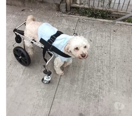 Servicios Veterinarios Recoleta Santiago - Fotos de ANDADERAS, SILLAS, CARRITOS PARA PERROS INVÁLIDOS