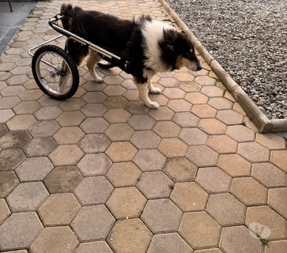 Servicios Veterinarios Recoleta Santiago - Fotos de ANDADERAS, SILLAS, CARRITOS PARA PERROS INVÁLIDOS