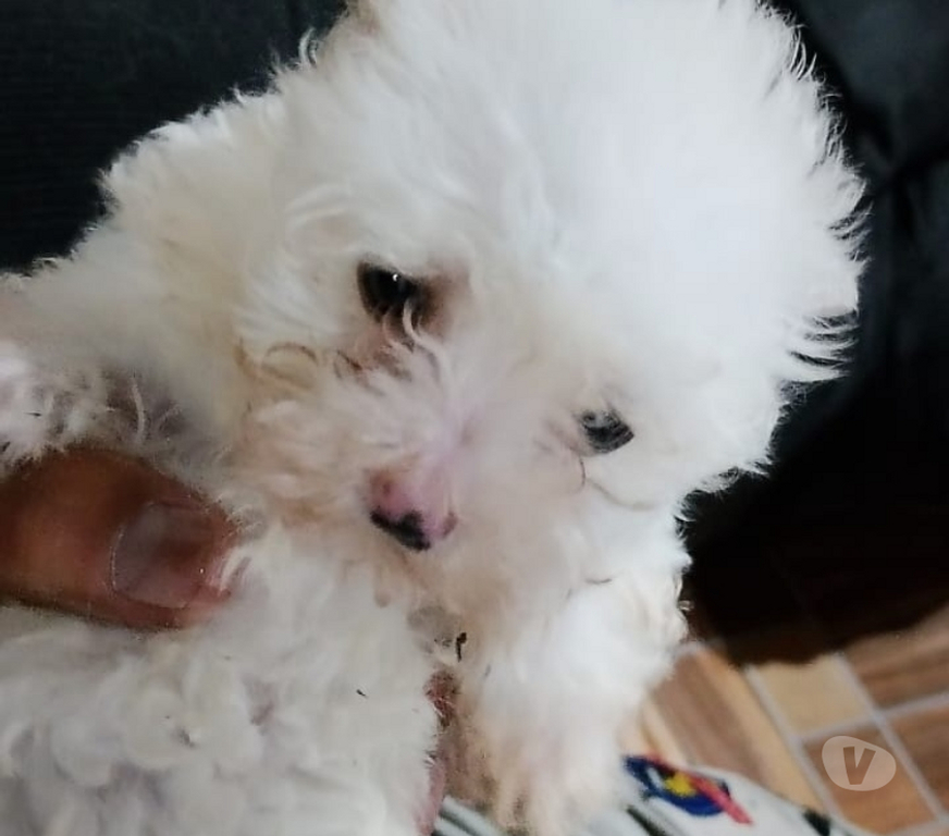 Gatos en Venta Santiago La Granja - Fotos de Poodle maltes cachorritos