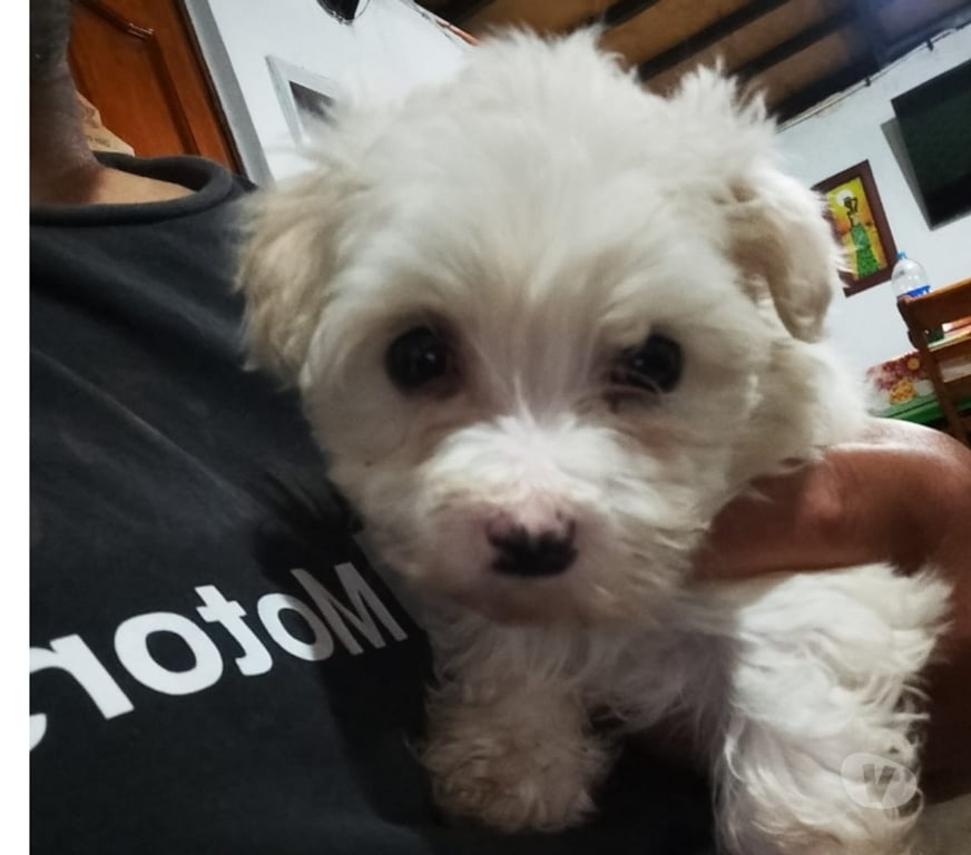 Gatos en Venta Santiago La Granja - Fotos de Poodle maltes cachorritos