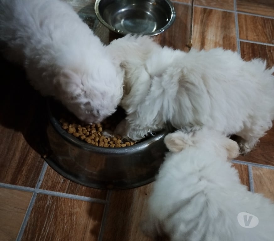 Gatos en Venta Santiago La Granja - Fotos de Poodle maltes cachorritos