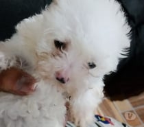 Poodle maltes cachorritos