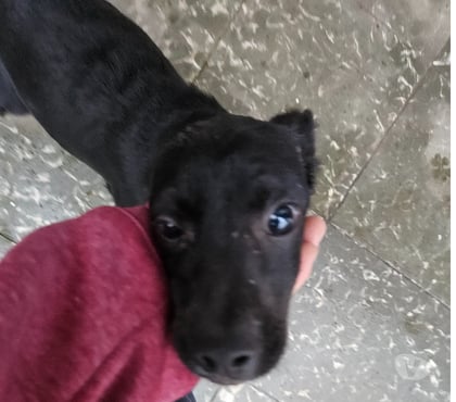 Adopción de Gatos Quinta Normal Santiago - Fotos de Cachorro en Adopcion