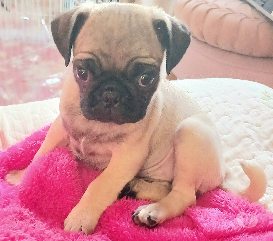 Gatos en Venta Santiago Vitacura - Fotos de Preciosa cachorrita Pug Carlina