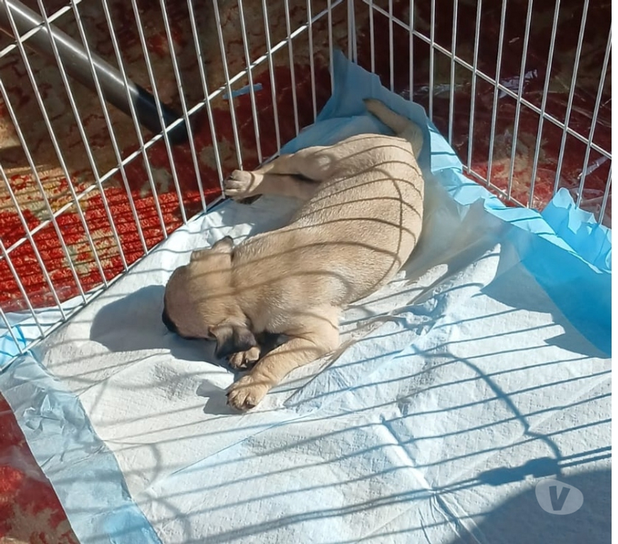 Gatos en Venta Santiago Vitacura - Fotos de Preciosa cachorrita Pug Carlina
