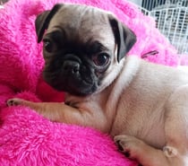 Preciosa cachorrita Pug Carlina
