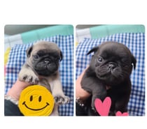 PUG cachorros, a la venta 200.000
