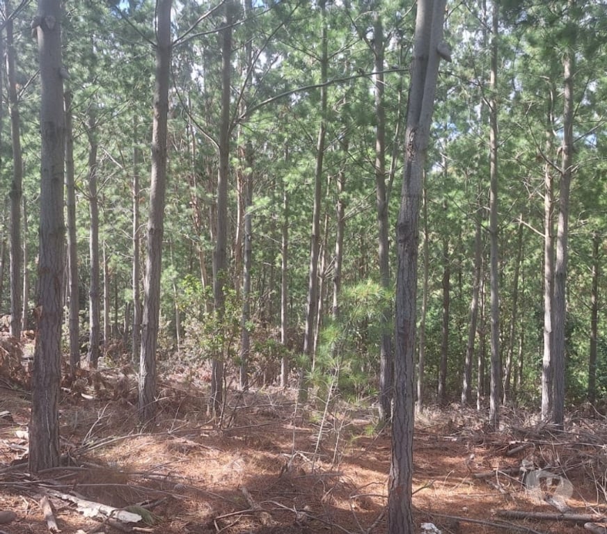 Parcelas en Venta Cardenal Caro Pichilemu - Fotos de Terreno en Cahuil