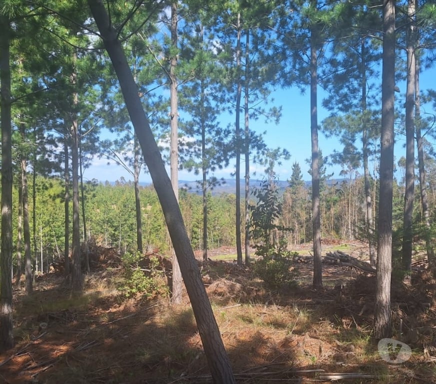 Parcelas en Venta Cardenal Caro Pichilemu - Fotos de Terreno en Cahuil