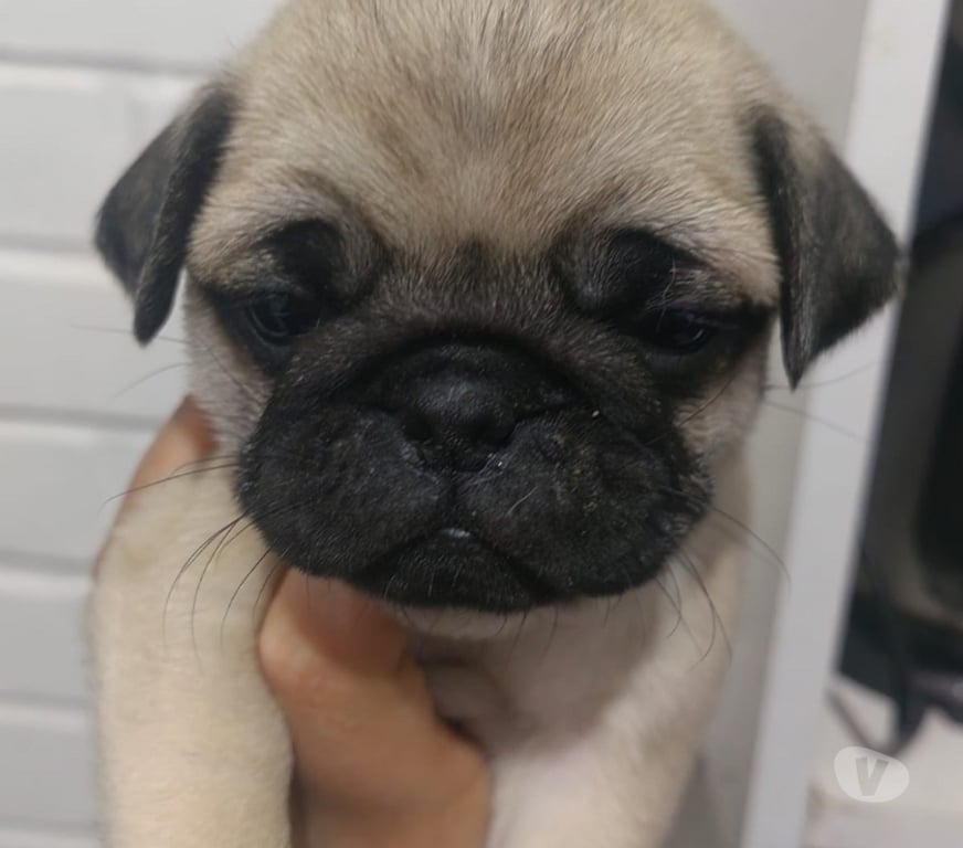 Gatos en Venta Valparaíso Quilpué - Fotos de Hermosos cachorros pug🐕