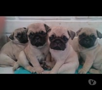 Hermosos cachorros pug🐕