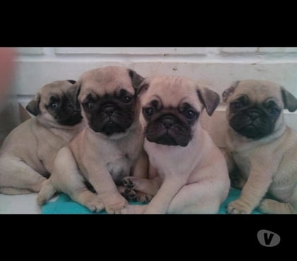 Perros en Venta Quilpué Valparaíso - Fotos de Hermosos cachorros pug🐕