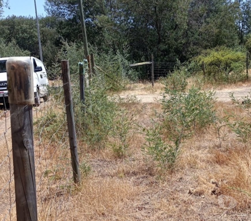 Parcelas en Venta Ñuble Chillán Viejo - Fotos de VENDO TERRENO EN CHILLAN