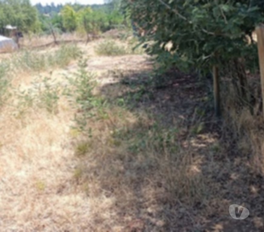 Parcelas en Venta Ñuble Chillán Viejo - Fotos de VENDO TERRENO EN CHILLAN
