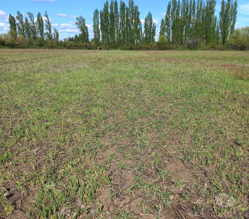 Parcelas en Venta Bío-Bío Los Ángeles - Fotos de vendo parcela de 5000m2 en Los ÁNGELES