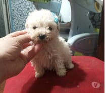 Bella poodle Santiago