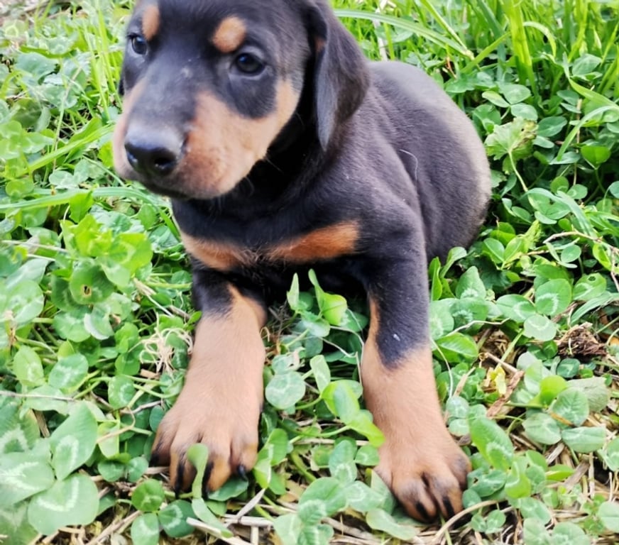 Gatos en Venta Talca Talca - Fotos de Doberman machos y hembras