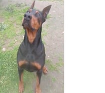 Doberman machos y hembras