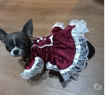 Chihuahua hembra blue 10 meses