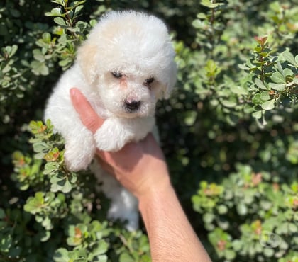 Gatos en Venta La Cisterna Santiago - Fotos de Hermoso Micro toys machito