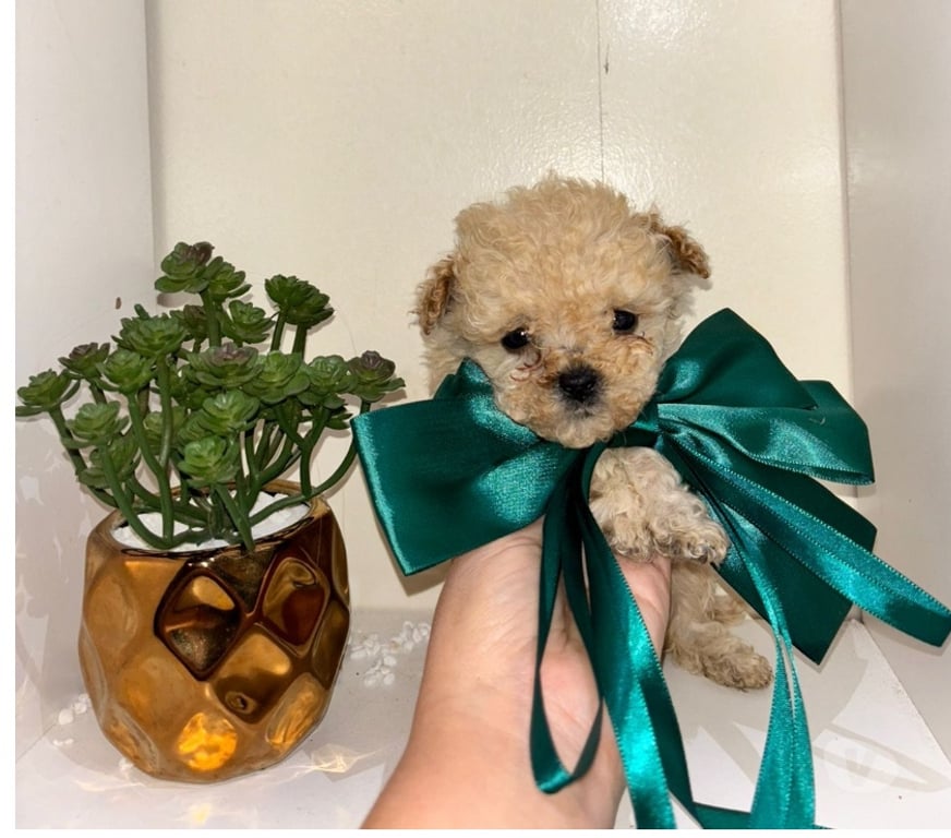 Gatos en Venta Santiago Santiago - Fotos de Poodle Micro toy