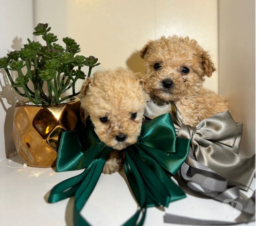 Gatos en Venta Santiago Santiago - Fotos de Poodle Micro toy