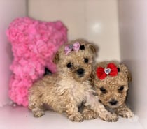Poodle Micro toy