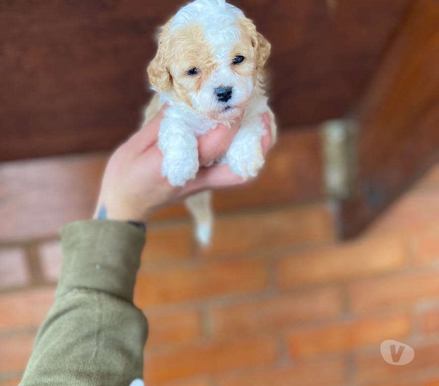Gatos en Venta Santiago La Cisterna - Fotos de Hermosas Micro toys
