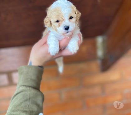 Gatos en Venta La Cisterna Santiago - Fotos de Hermosas Micro toys