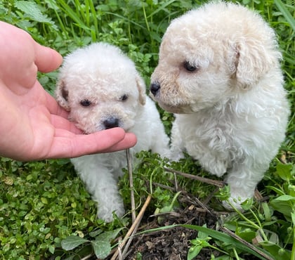 Venta de Mascotas La Cisterna Santiago - Fotos de Hembrita y machito Micro toys