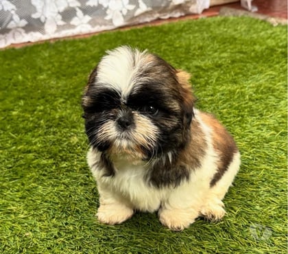 Venta de Mascotas Concepción Concepción - Fotos de Shih tzu padres ala vista