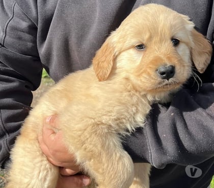 Mascotas en Venta Concepción Concepción - Fotos de Maravillosos golden retriever