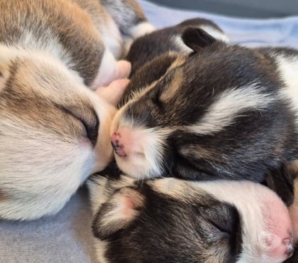 Venta de Mascotas Concepción Concepción - Fotos de Mascotas corgi pembroke