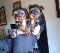 Mascotas Yorkshire