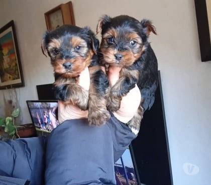Mascotas en Venta Concepción Concepción - Fotos de Mascotas Yorkshire