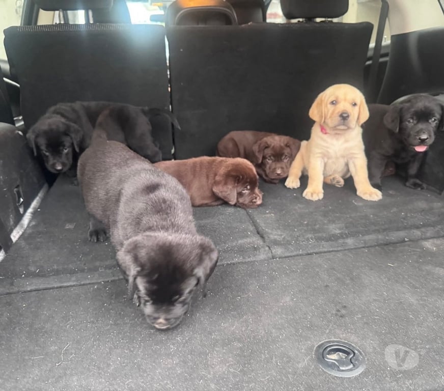 Gatos en Venta Concepción Concepción - Fotos de Ejemplares labradores