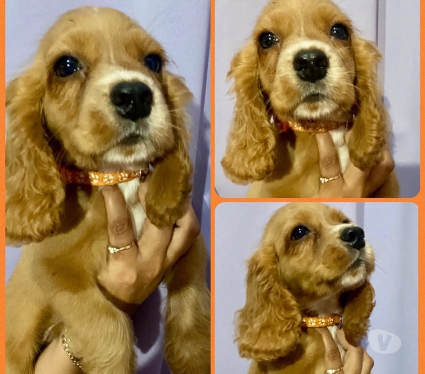 Gatos en Venta Concepción Concepción - Fotos de Mascotas cocker spaniel