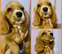 Mascotas cocker spaniel