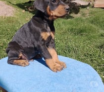 Dóberman cachorros